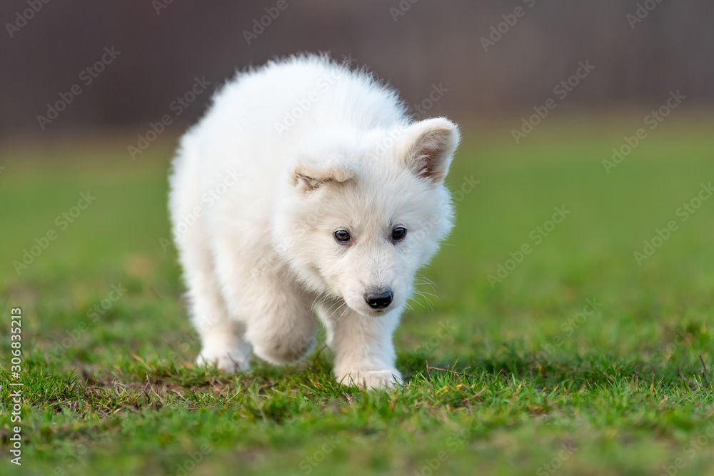 Puppy cute White Swiss Shepherd dog portrait on meadow