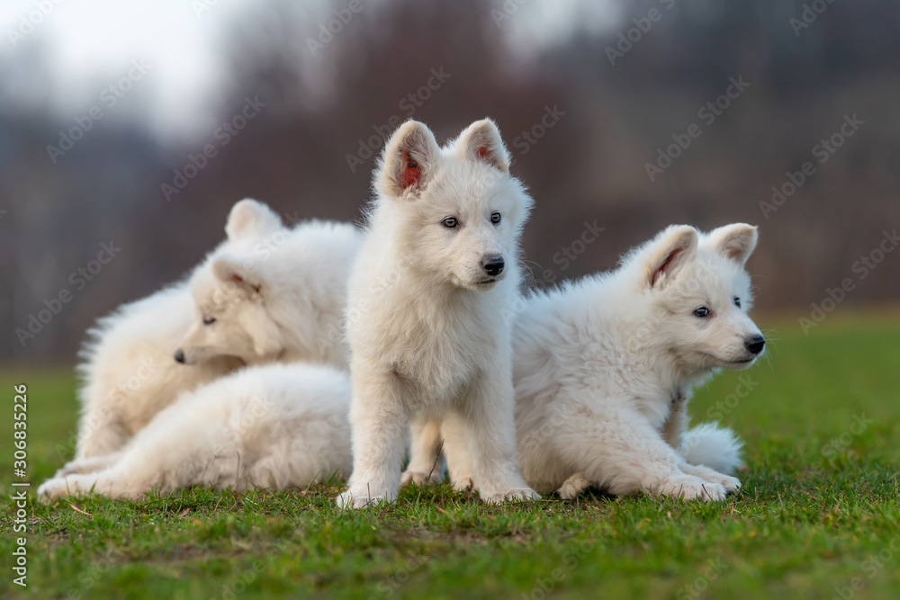 小狗可爱的白色瑞士牧羊犬在草地上的肖像