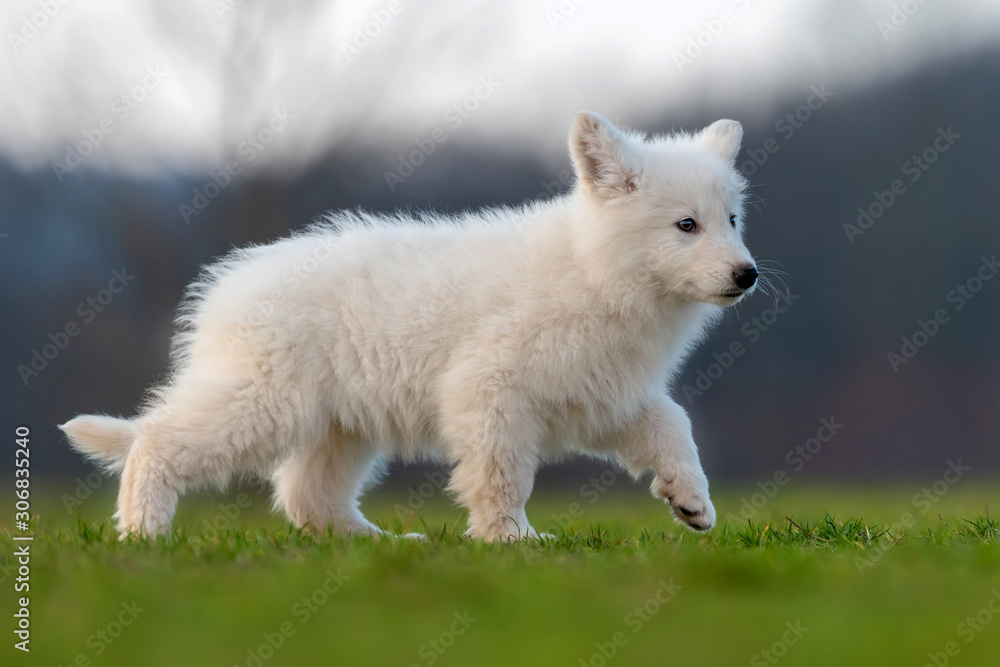 小狗可爱的白色瑞士牧羊犬在草地上的肖像