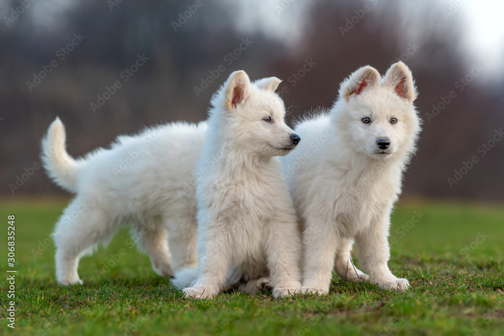 Puppy cute White Swiss Shepherd dog portrait on meadow