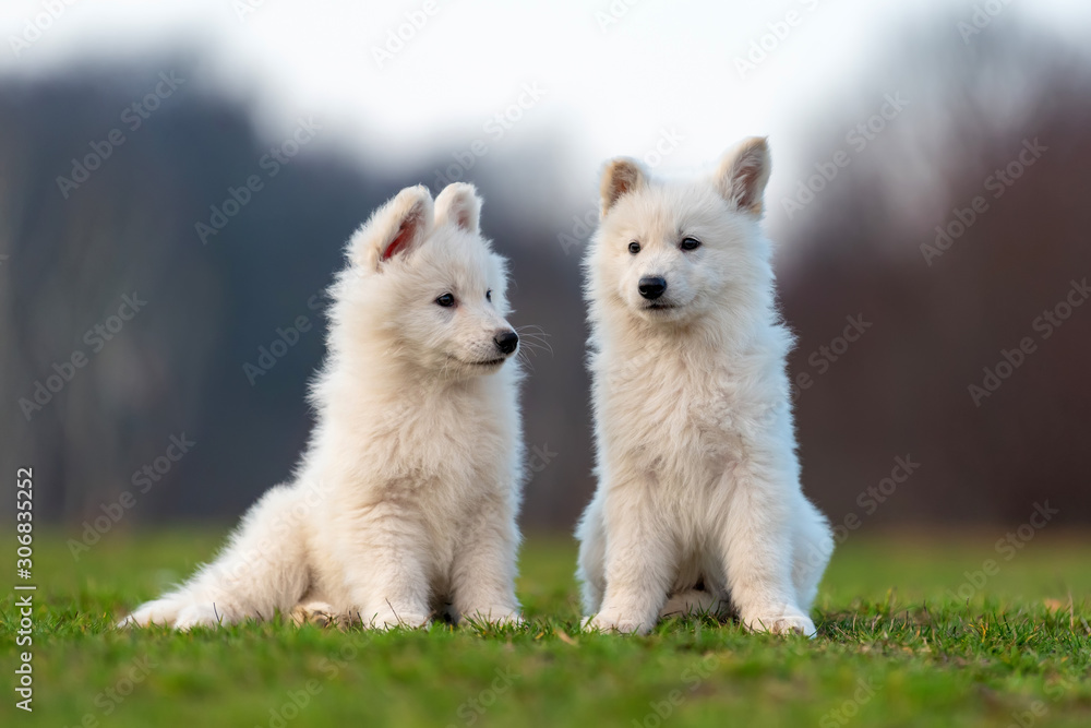 小狗可爱的白色瑞士牧羊犬在草地上的肖像