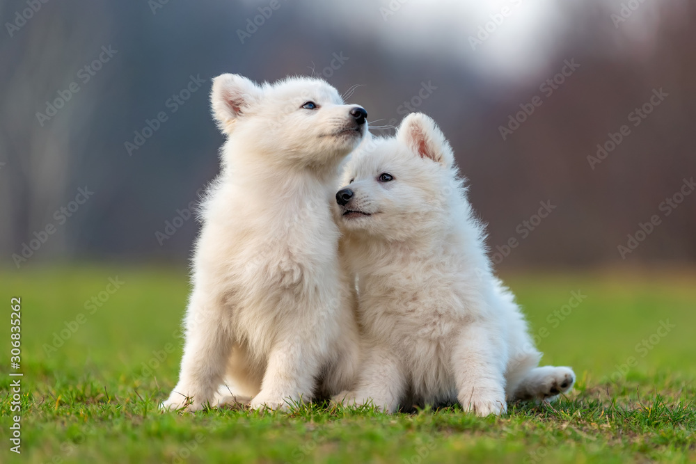 小狗可爱的白色瑞士牧羊犬在草地上的肖像