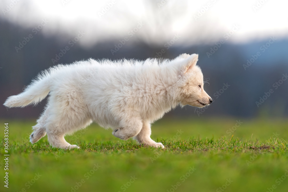 小狗可爱的白色瑞士牧羊犬在草地上的肖像