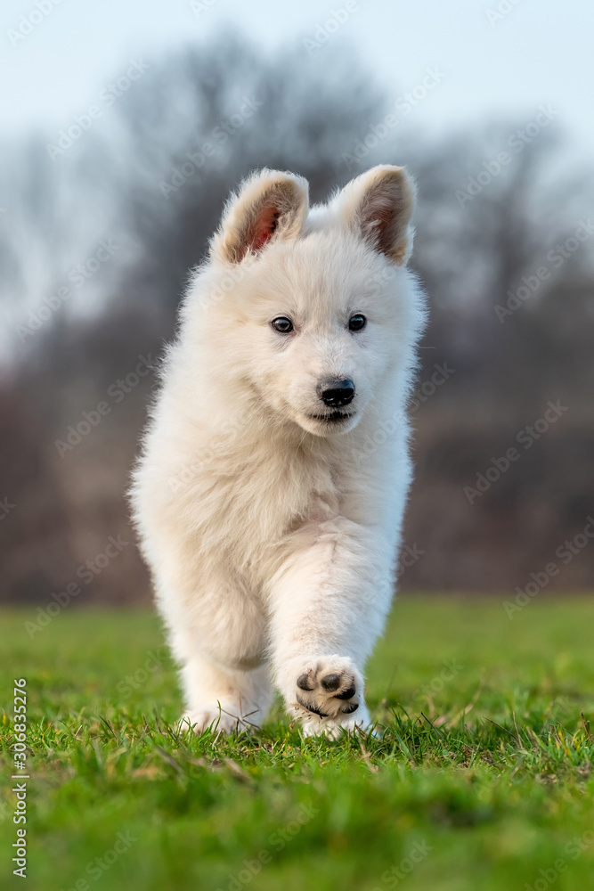 小狗可爱的白色瑞士牧羊犬在草地上的肖像