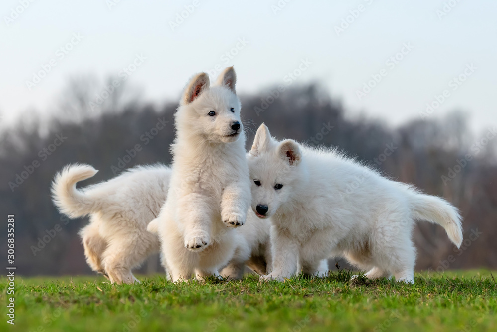 小狗可爱的白色瑞士牧羊犬在草地上的肖像