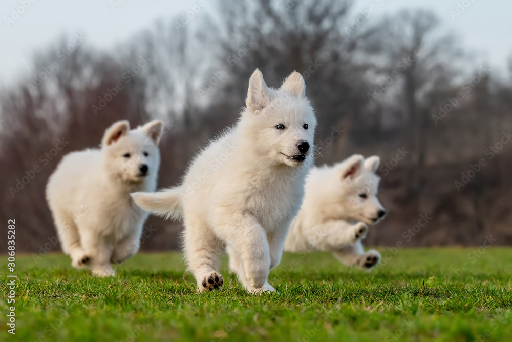 Puppy cute White Swiss Shepherd dog portrait on meadow