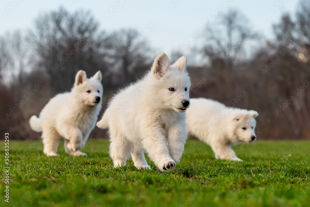 Puppy cute White Swiss Shepherd dog portrait on meadow