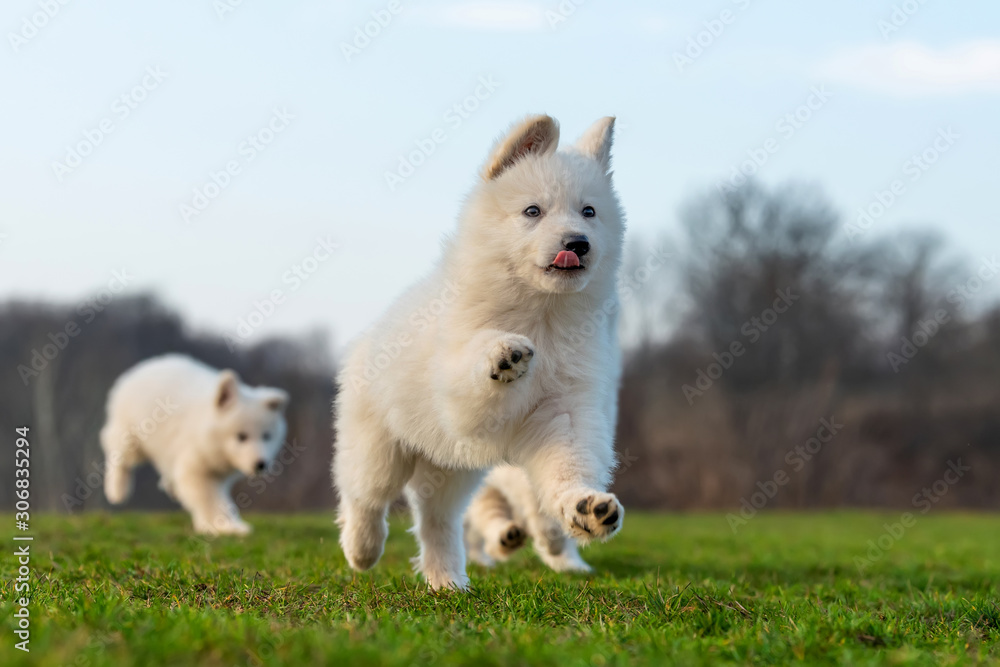 小狗可爱的白色瑞士牧羊犬在草地上的肖像