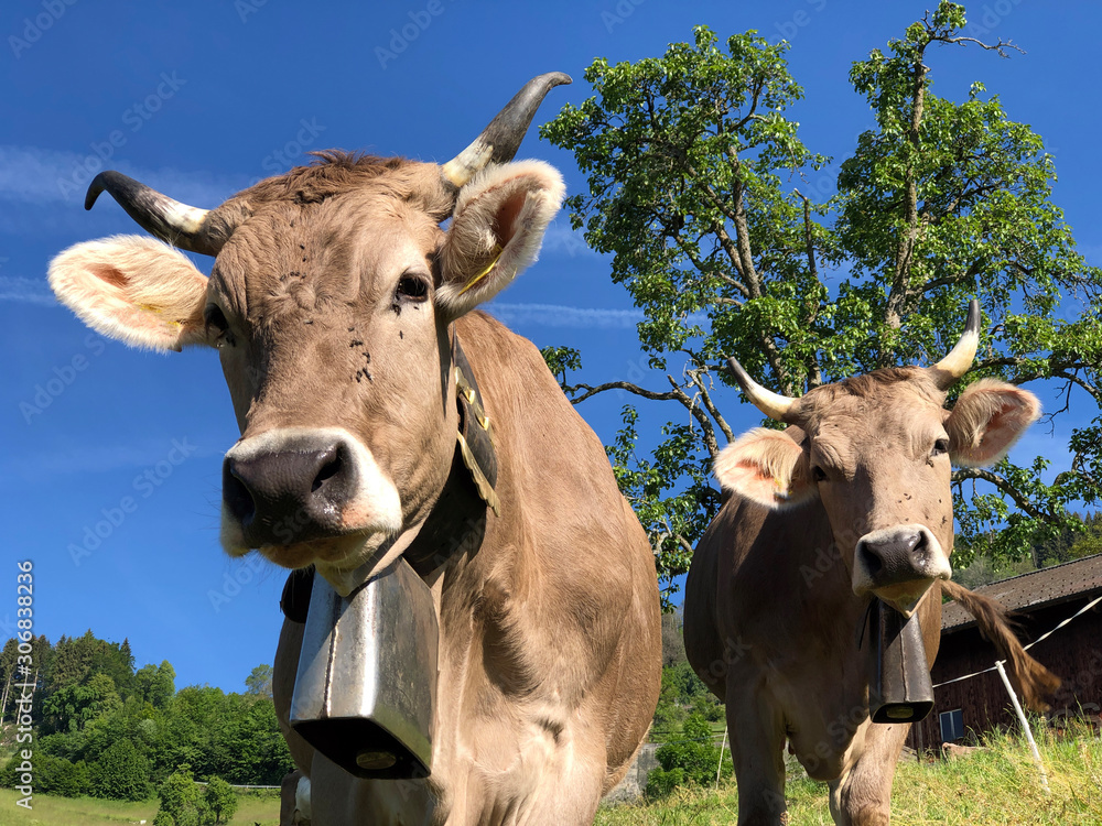 Cows on the grasslands on the glades of the hills and the slopes of the mountains along Lake Luzerne