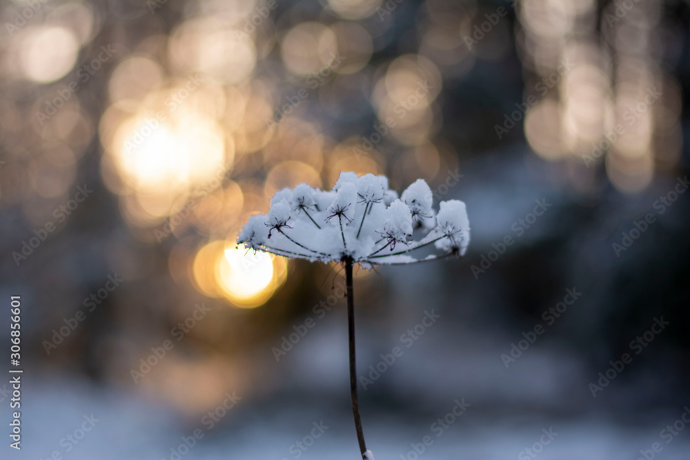 冬季霜冻、积雪的花序花特写。阳光明媚，波克、模糊、柔和