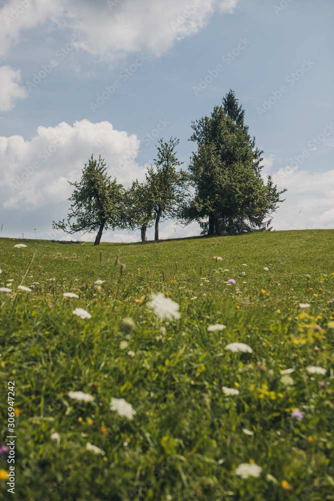 Green field with flowers and blue sky with clouds in spring.