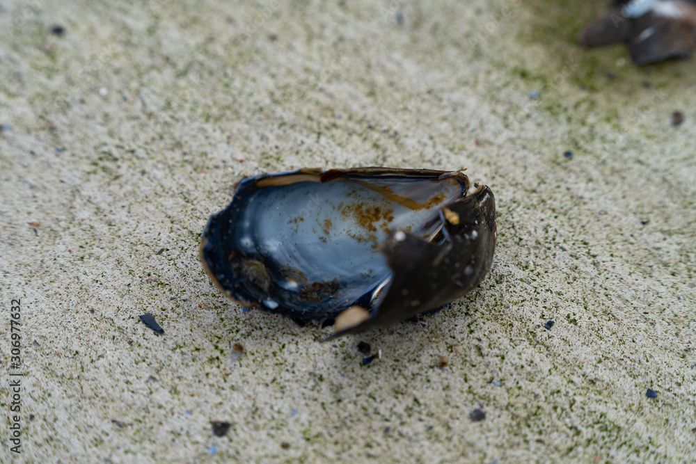 Close up of cracked mussels on the dock