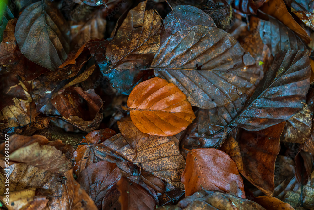 Brown beech tree leaf on darker leaves