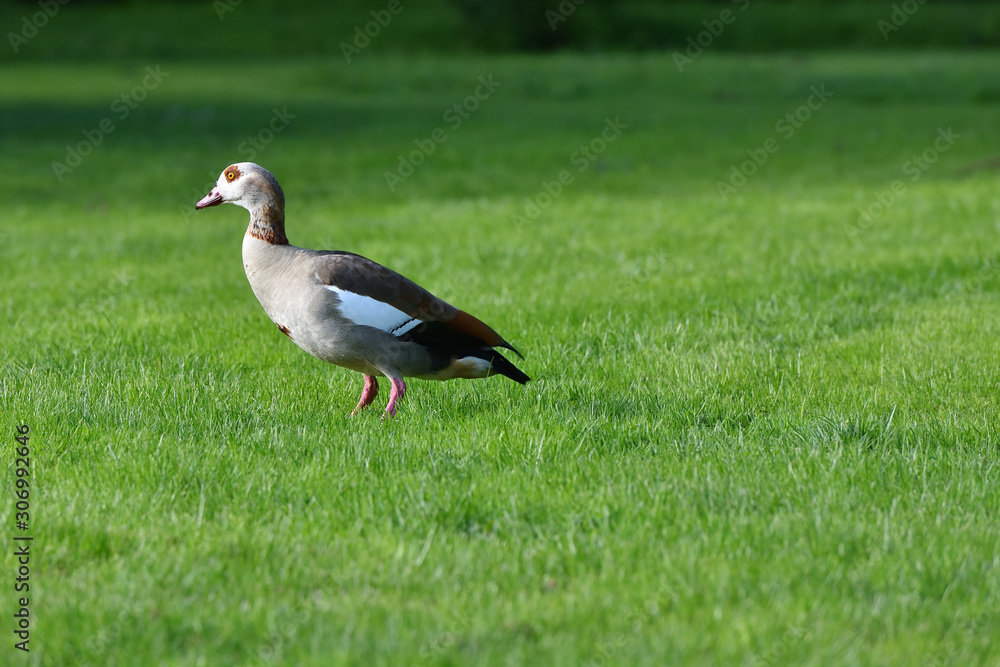 A beautiful gray goose walks on the green grass in spring. Space for text