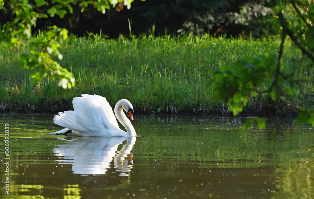 A beautiful white swan swims in a pond and spreads its wings. Space for text