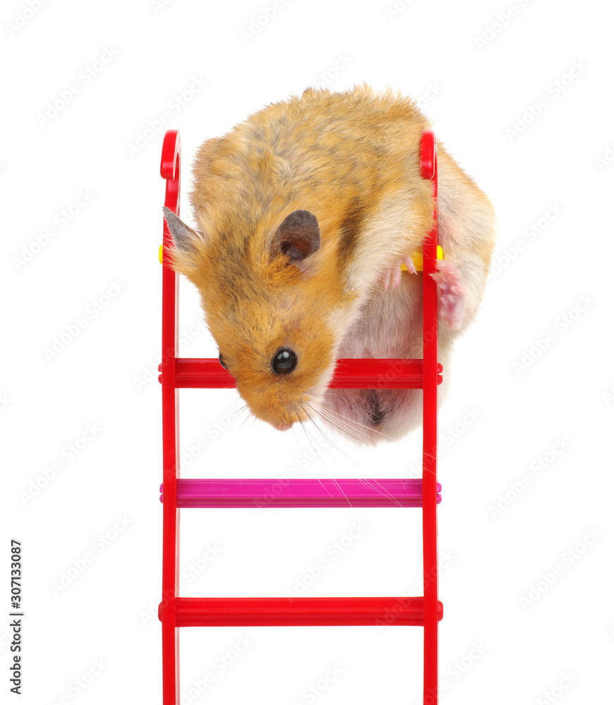 Hamster on the toy stairs