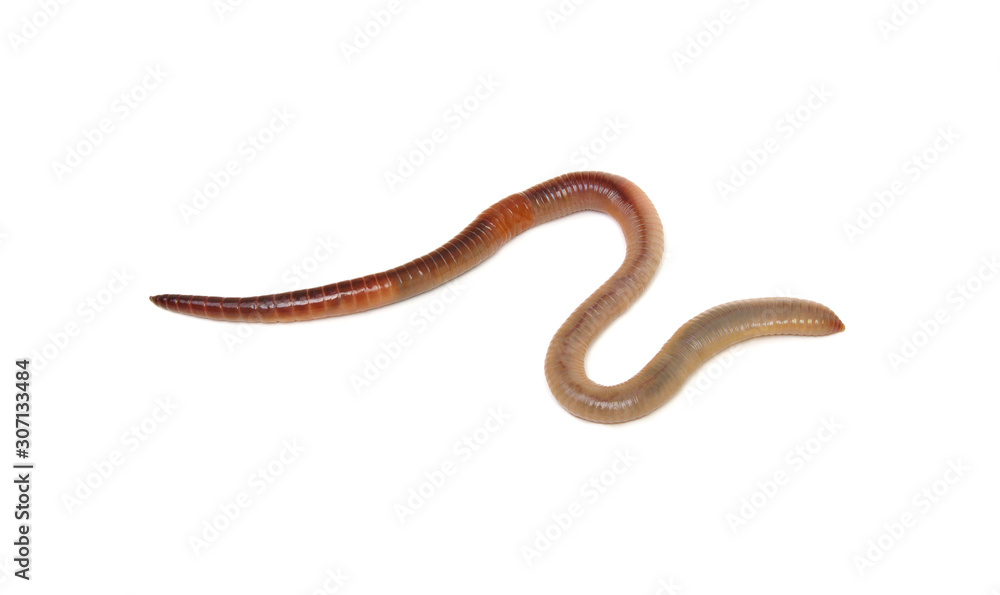 Earth worm isolated on white