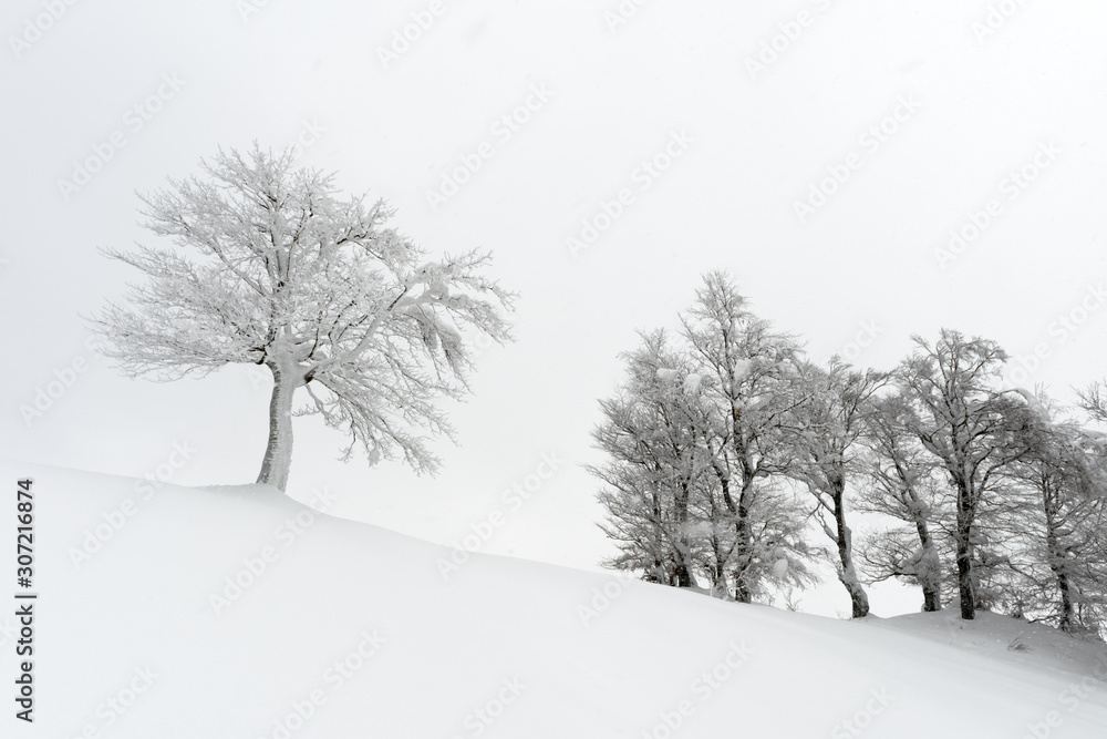 一棵孤独的白雪树构成了令人惊叹的景观