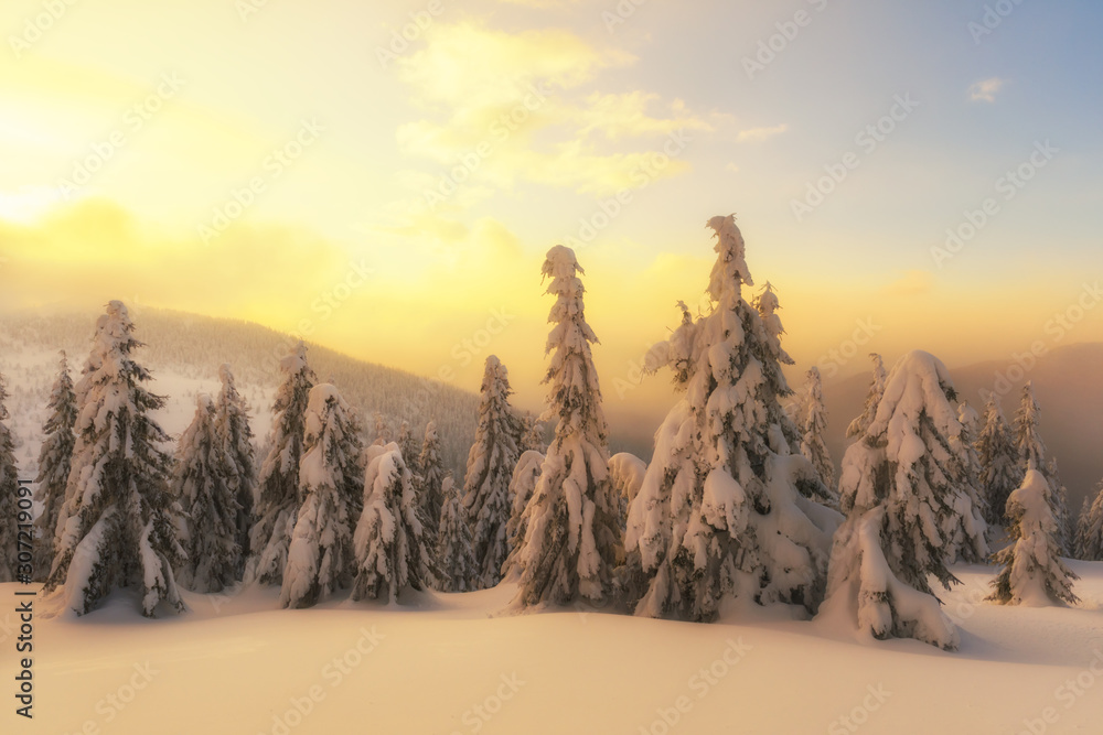 白雪皑皑的树木构成的戏剧性冬季场景。