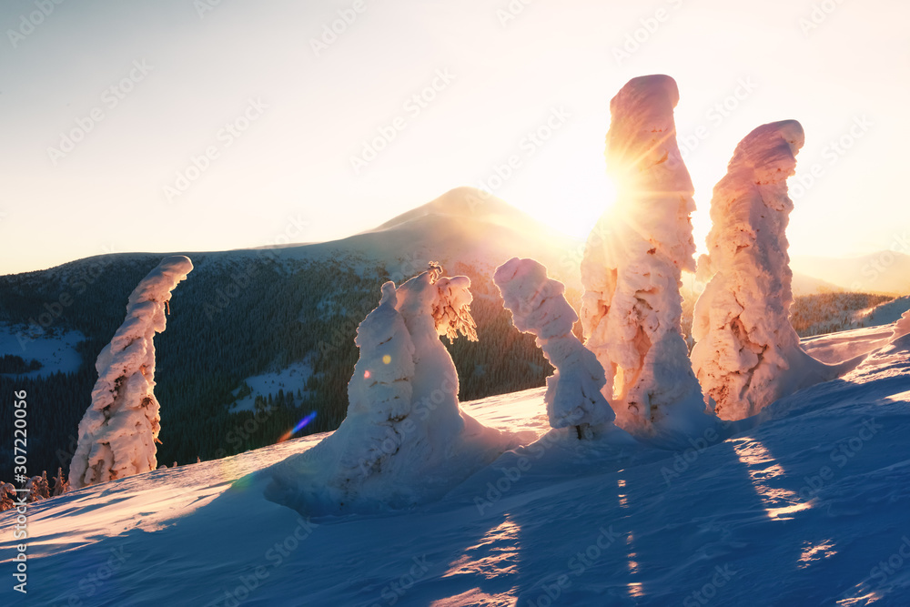 白雪皑皑的树木构成的戏剧性冬季场景。