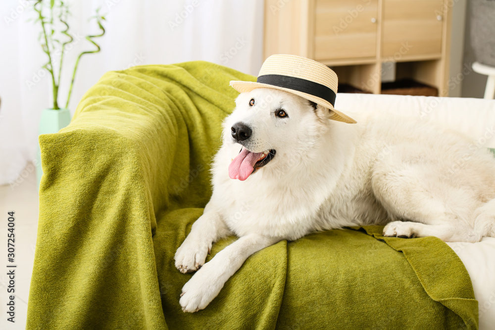 Cute funny dog lying on sofa at home