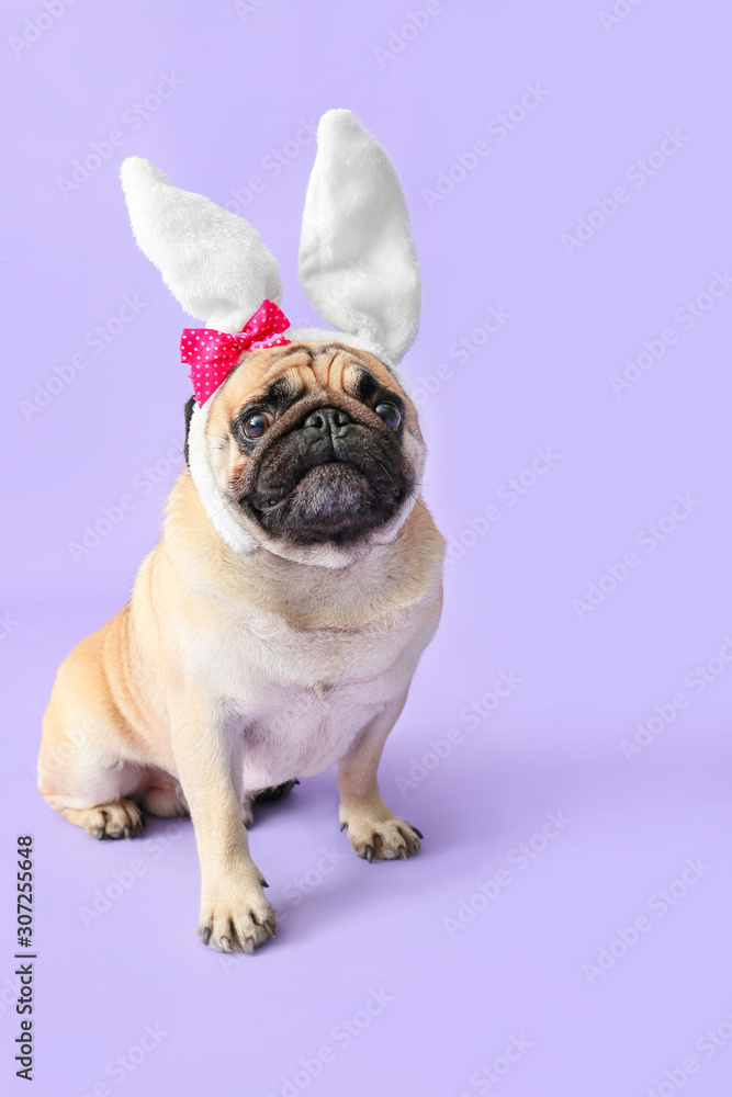 Cute pug dog with bunny ears on color background