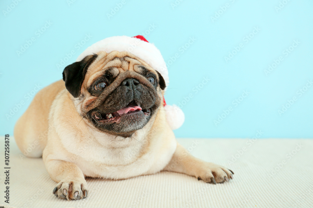 Cute pug dog in Santa hat near color wall