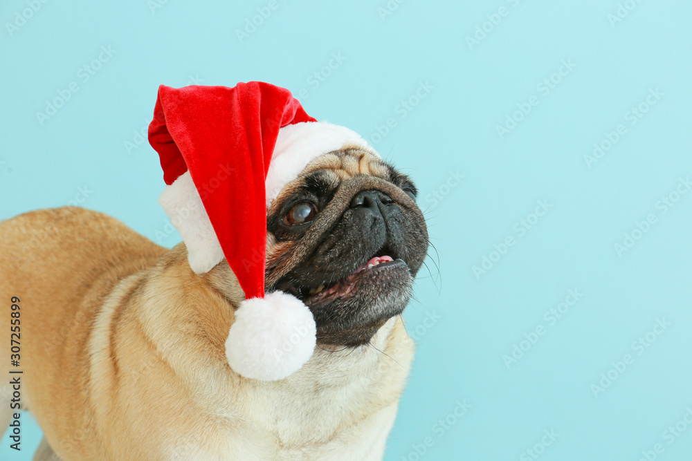 Cute pug dog in Santa hat on color background