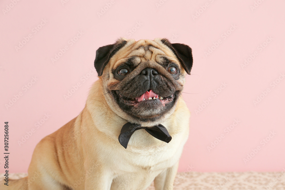 Cute pug dog with bowtie on color background