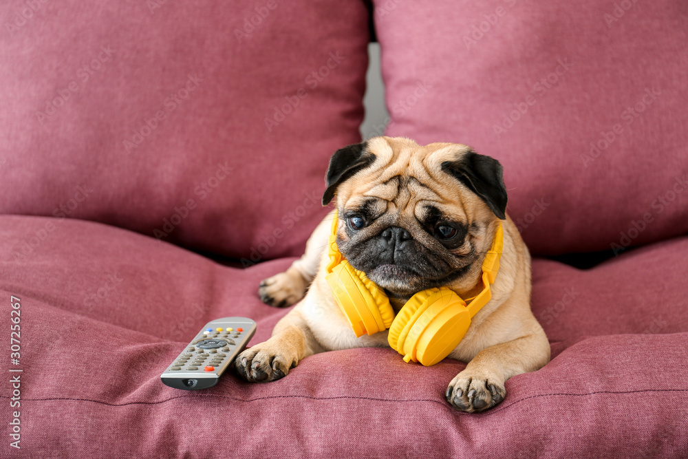 Cute pug dog with headphones and TV remote control on sofa