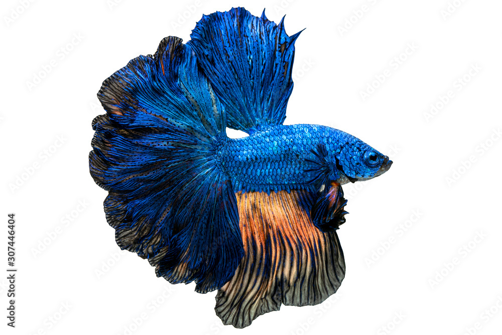 The moving moment beautiful of blue siamese betta fish or fancy betta splendens fighting fish in tha