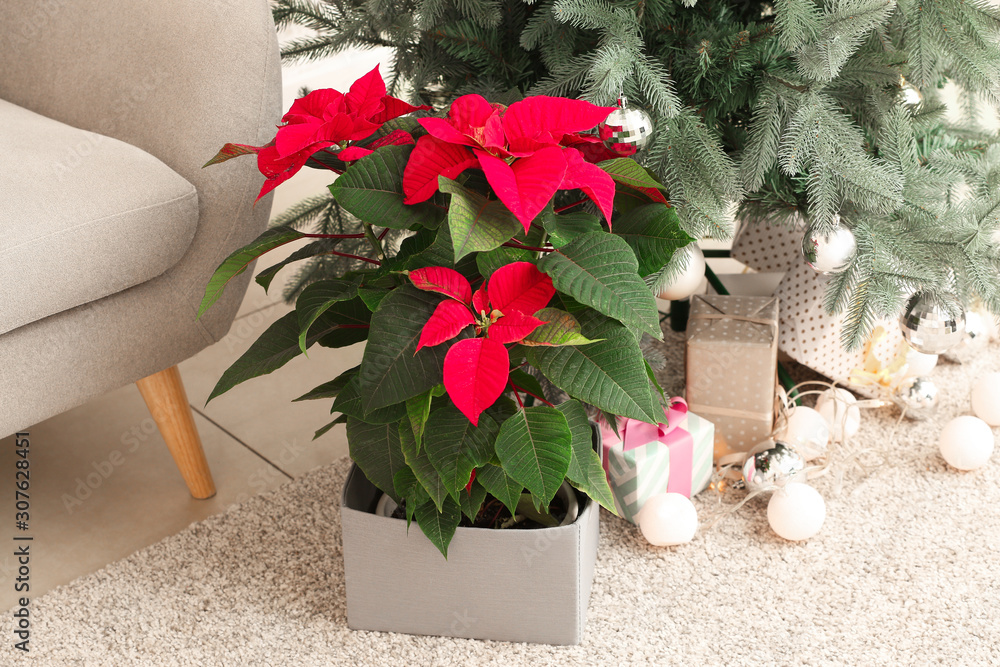 Beautiful flower poinsettia near Christmas tree in room