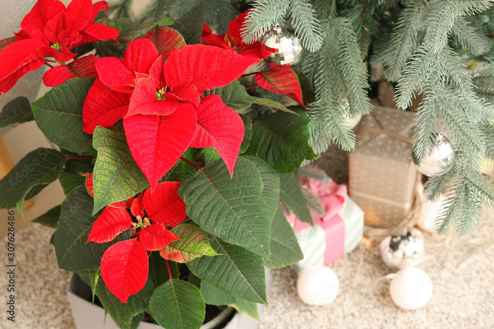 Beautiful flower poinsettia near Christmas tree in room