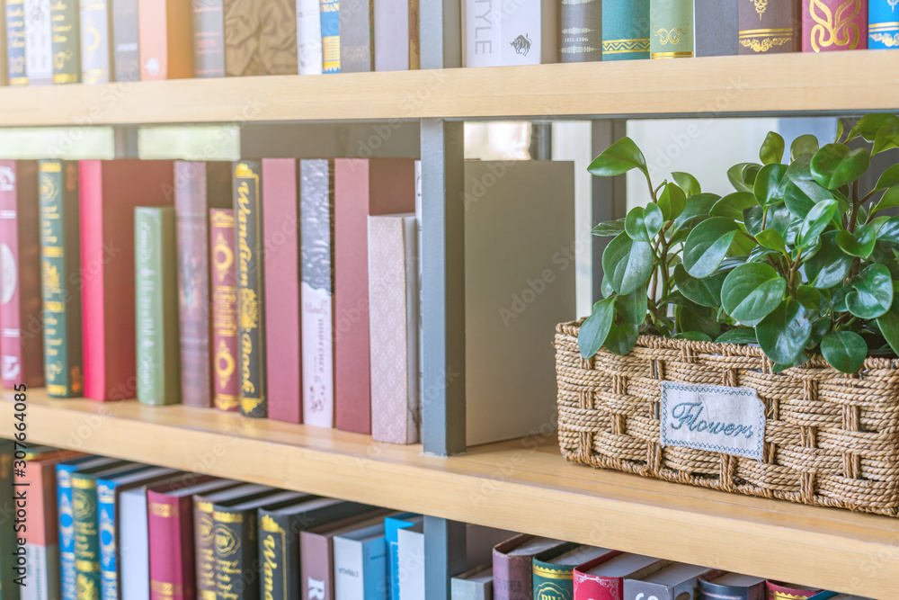 A row of English books on a library shelf in the sun