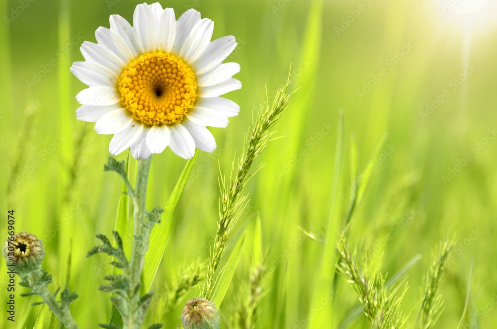 Fresh white chamomile on nature background, close up