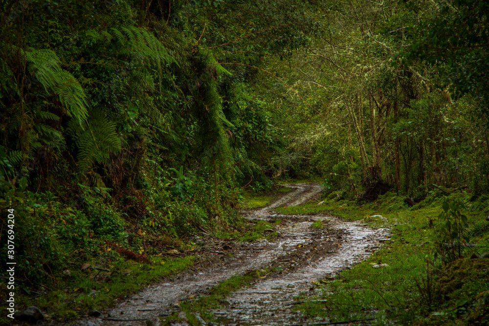 The biodiversity of Páramos, a biome that occurs in the high mountains of the Ecuadorian Andes. Ecua