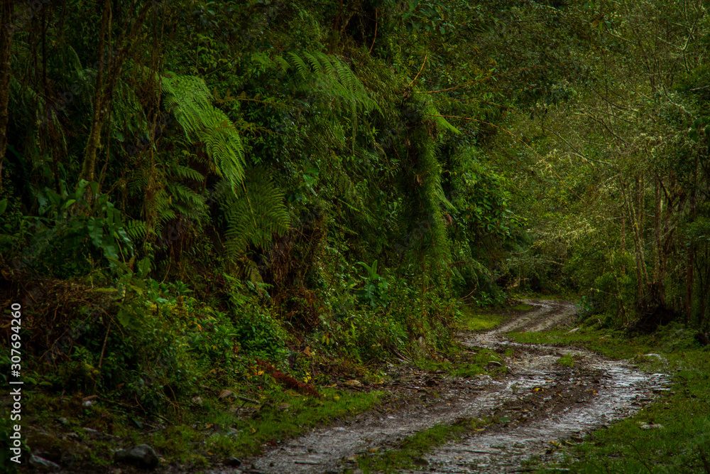 The biodiversity of Páramos, a biome that occurs in the high mountains of the Ecuadorian Andes. Ecua