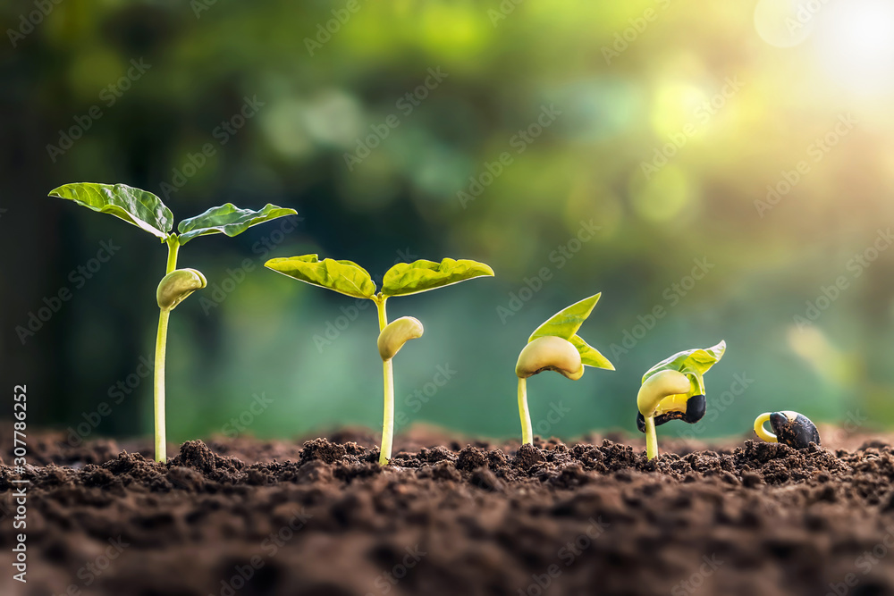 soybean growth in farm with green leaf background. plant seeding growing step concept