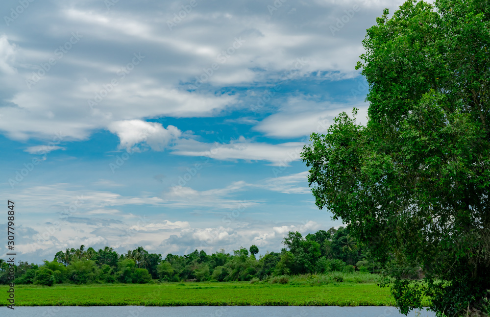 Green tree forest behind pond. Beautiful landscape view of lake with blue sky and white fluffy cloud