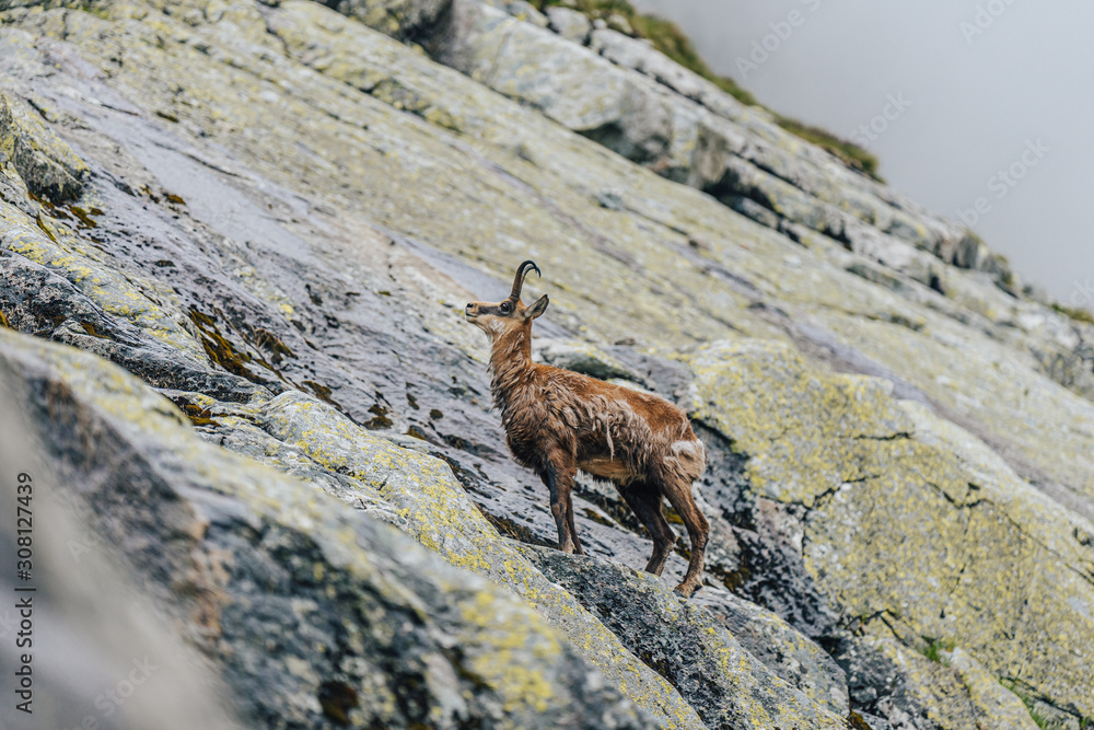 Chamois，Rupicapara rupicapara，在绿草如茵的高山草甸和岩石巨石上。野生动物w