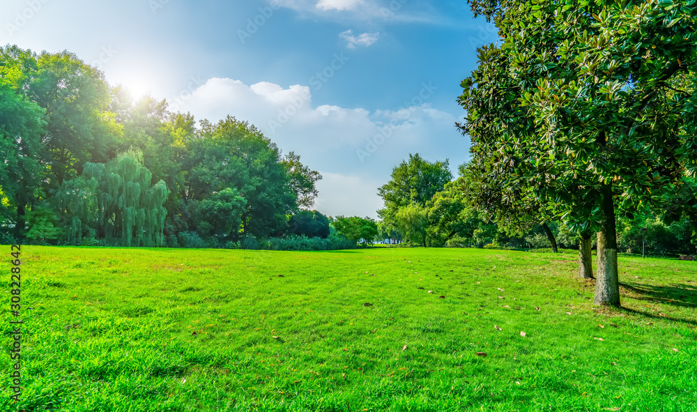 Park sunshine grassland green forest..