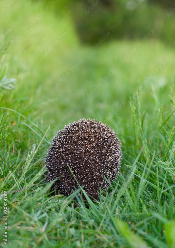 hedgehog