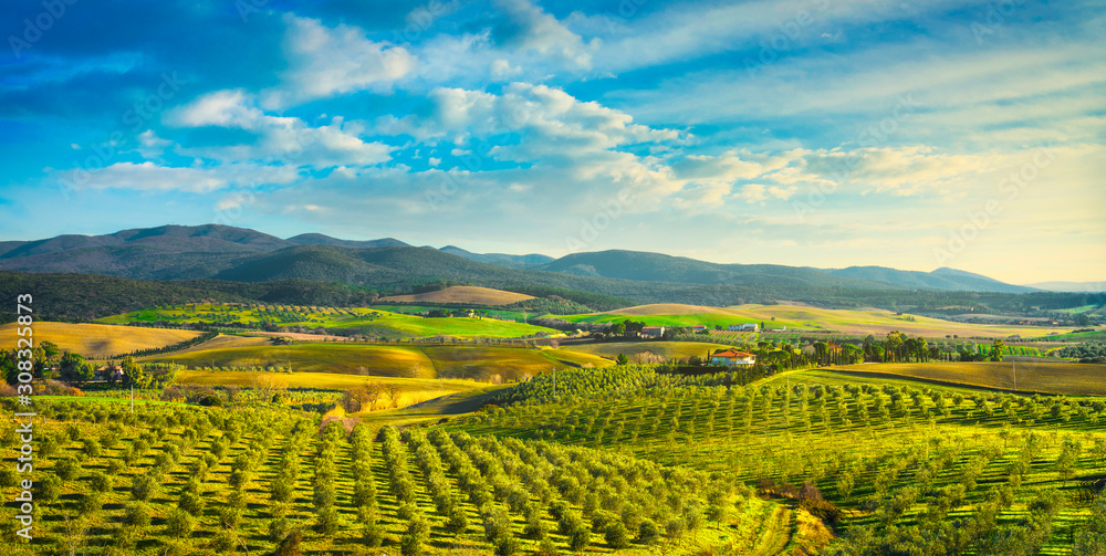 Maremma countryside panorama and olive trees on sunset. Casale Marittimo, Pisa, Tuscany Italy