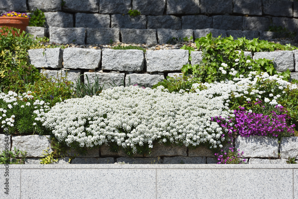 Beautiful flowering bush of Iberis against the background of a stone fence in a flower bed