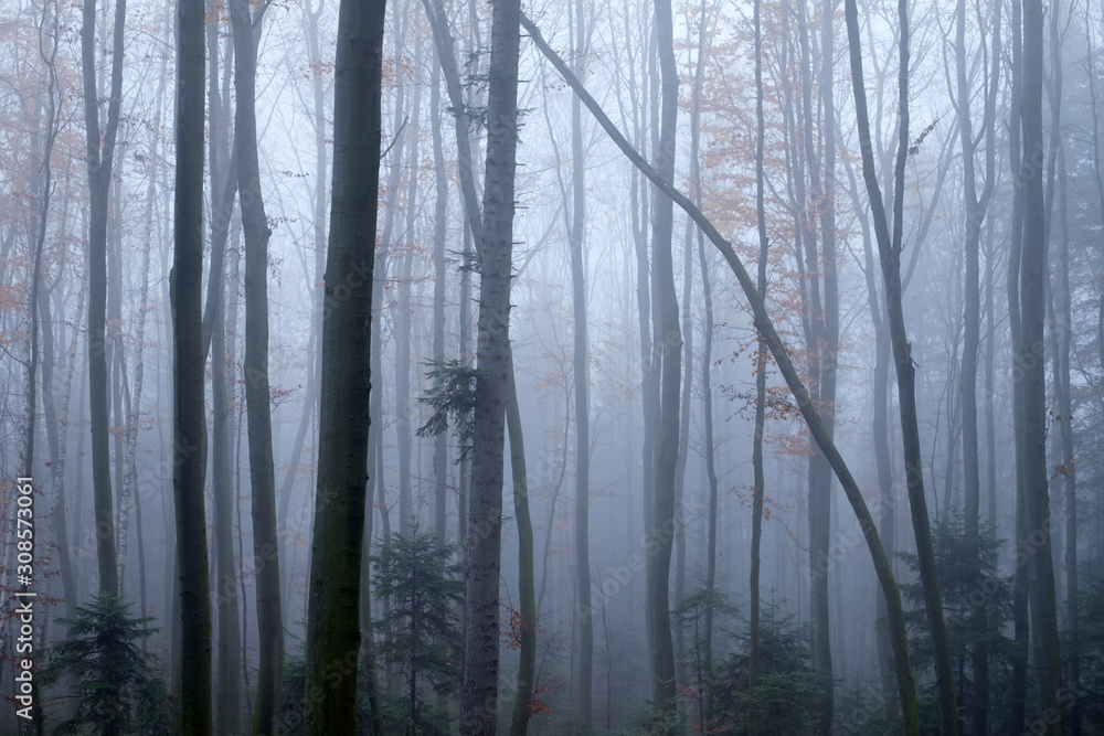 Mysterious dark beech forest in fog. Autumn morning in the misty woods. Magical foggy atmosphere. La