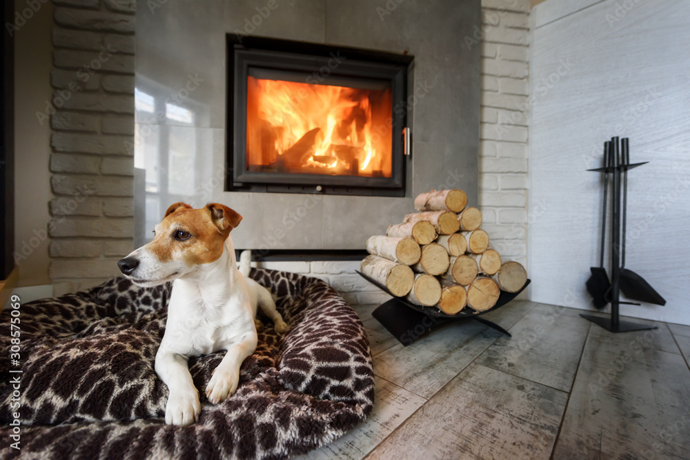 Jack russel terrier sleeping on a white rug near the burning fireplace. Resting dog. Hygge concept