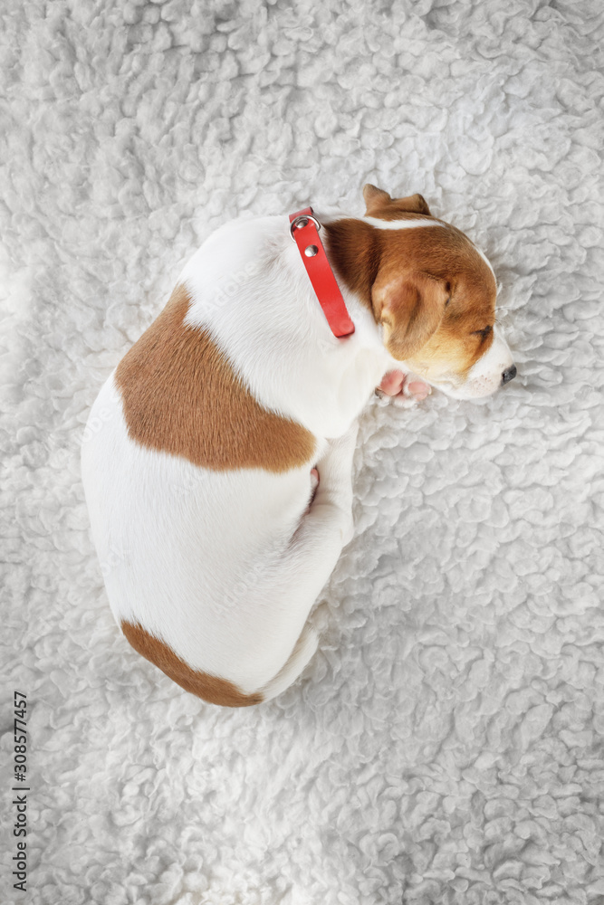 Jack russel terrier puppy sleeping on white carped on the floor. Small perky dog. Animal pets concep