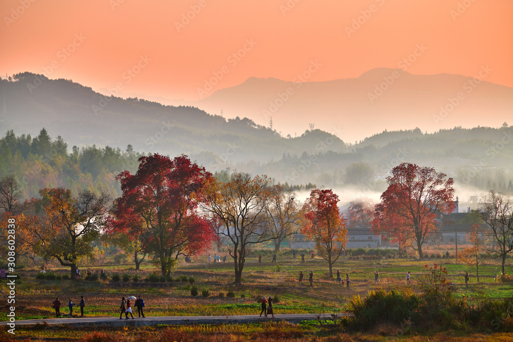 The beautiful autumn trees sunset.