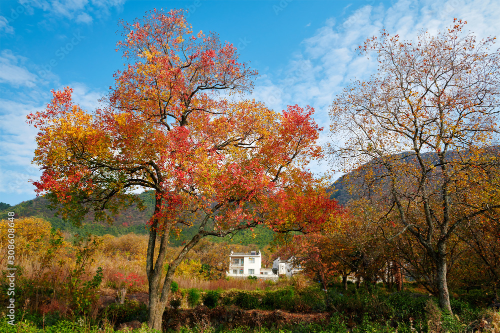 Hui-style architectures in fall forest on the hillside of China.