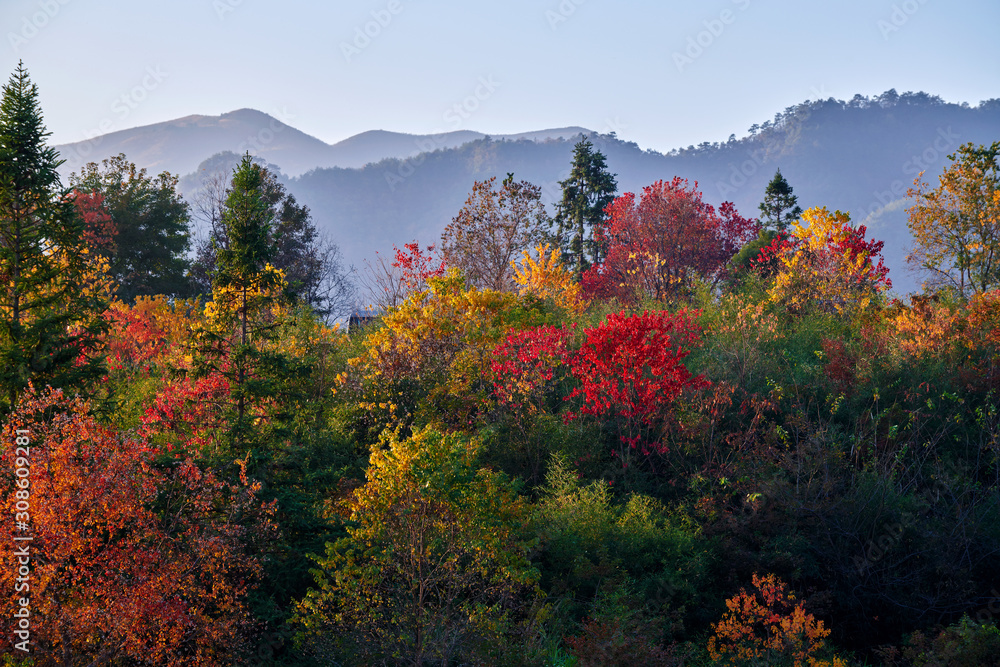 The beautiful autumn trees sunset.